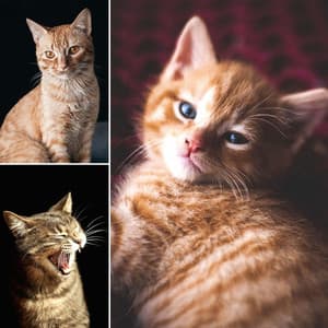 Acoustic Smooth Jazz Guitar - Background for Peaceful Times with Cat - Soothing Cat Music