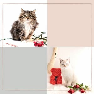 Music for Classic with Cats - Carefree Soprano Sax Solo - Relaxing Music for Cats