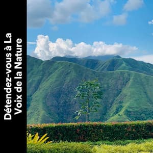 Détendez-vous à La Voix de La Nature - Sons de la nature