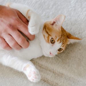 Feline Comfort: Cat Serenades with Chill Music - Chill Out Time Consort