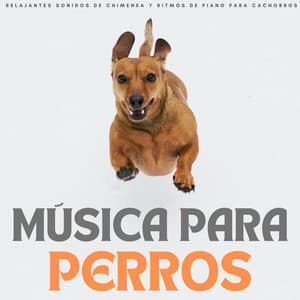 Música Para Perros: Relajantes Sonidos De Chimenea Y Ritmos De Piano Para Cachorros - Maestro de muestras de chimenea