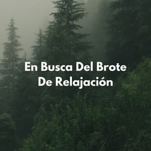 En Busca Del Brote De Relajación - Acústica de la Naturaleza
