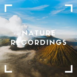 Tranquil Green Meadows - Nature Recordings