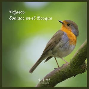 Pájaros: Sonidos en el Bosque - Sonidos De Pajaros