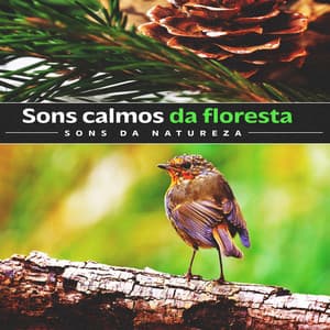 Sons calmos da floresta - Sons da Natureza