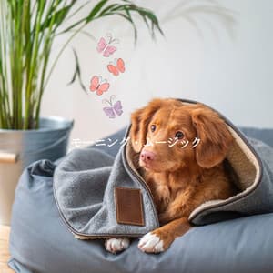 モーニング・ムージック - Classic Bosas Nova Radio