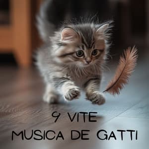 9 vite: Musica de gatti - Cats Music Zone