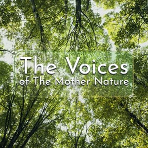 The Voices of The Mother Nature - Sounds of Nature Kingdom