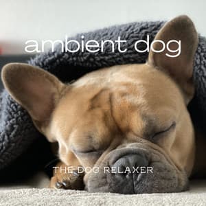 Ambient Dog - The Dog Relaxer