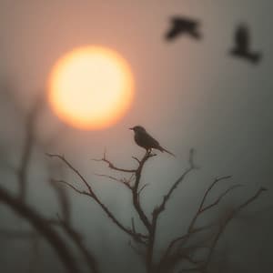 Dreams of the Evening Forest - Música Relajante