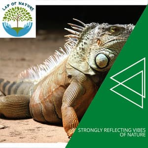 Strongly Reflecting Vibes of Nature - Calm Music