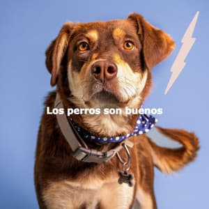 Los perros son buenos - #Pianoclassico
