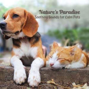 Nature's Paradise: Soothing Sounds for Calm Pets - Nature Sounds Radio