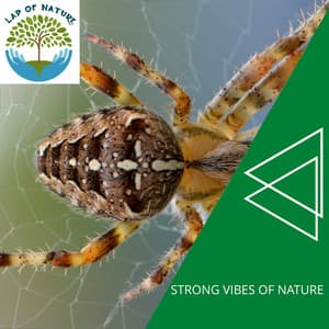 Strong Vibes of Nature - Calm Music