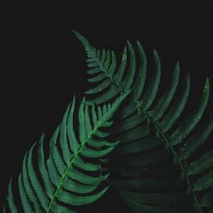 Sleep Music For Deep Sleep time - Baby Sleep Music