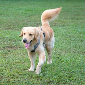 Gentle Lofi Woof: Reflective Soundscapes in Wagging Dog Moments - LOFI RADIO