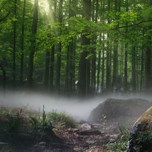 Fine Forest Sounds - Nature Soundscape