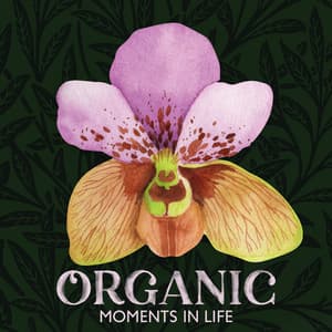 Organic Moments in Life: Nature Dreamscapes, Peaceful Nature Music - Relaxing Zen Music Therapy