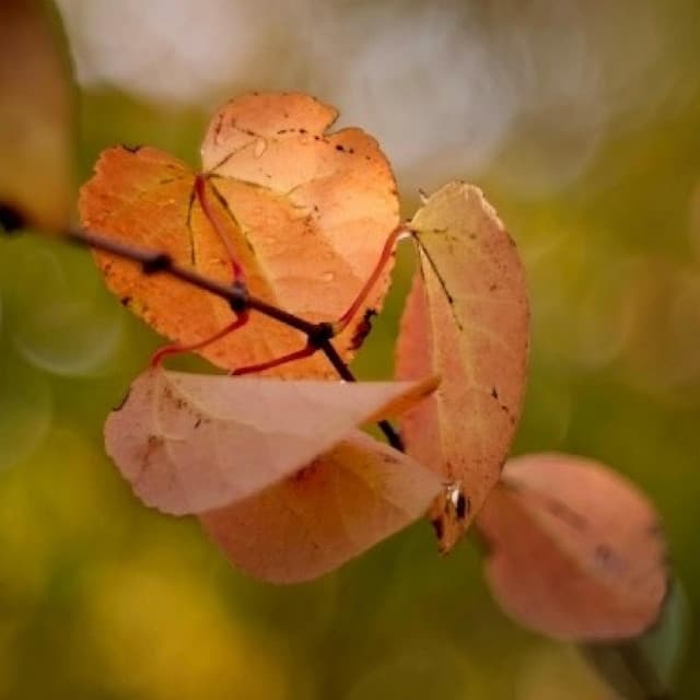 Music of Mauro Giuliani - Mauro Giuliani