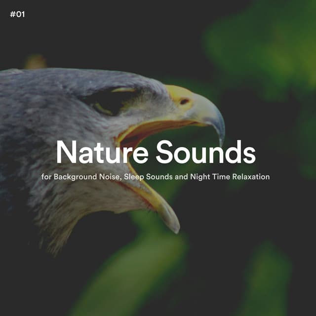 #01 Nature Sounds for Background Noise, Sleep Sounds and Night Time Relaxation - The Nature Soundscapes