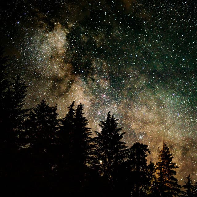 1 Ambient: Forest Findings - Baltic Nature Sounds