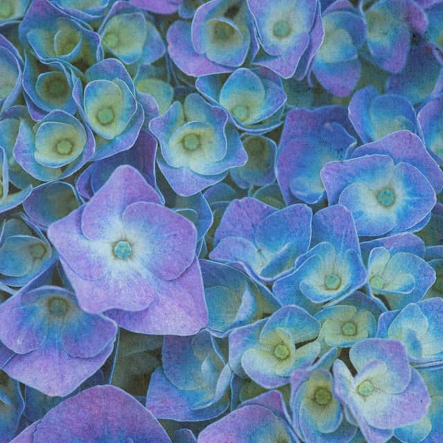 Classical Peaceful Vibes - Claude Debussy