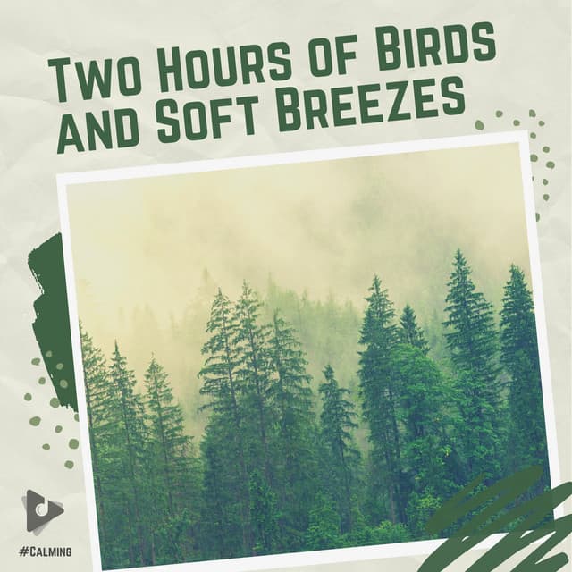 2 Hours of Birds and Soft Breezes - #Calming