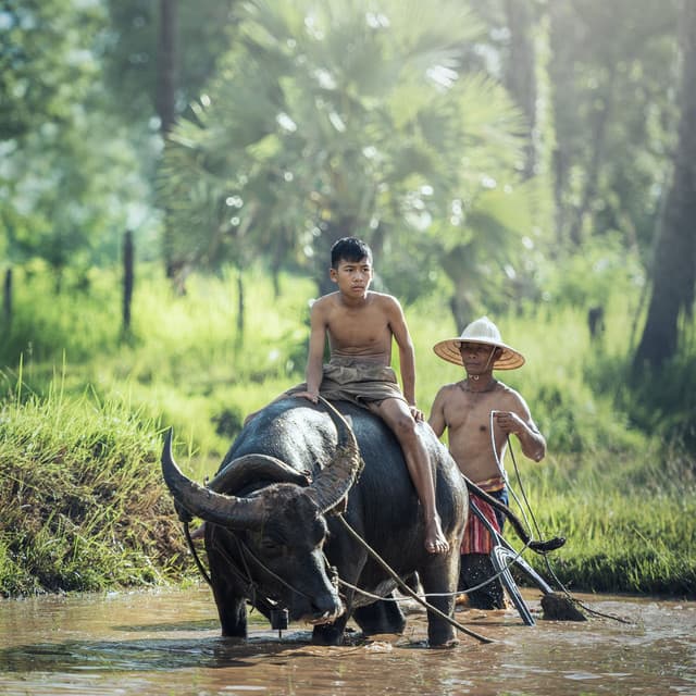 Ambient Harmony for Deep Work in Rainfall - Thunder and Rain Storm