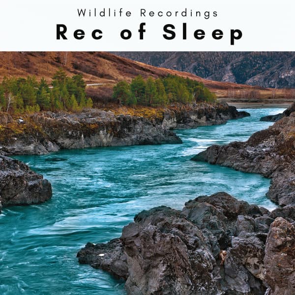 1 Rec of Sleep - Wildlife Recordings