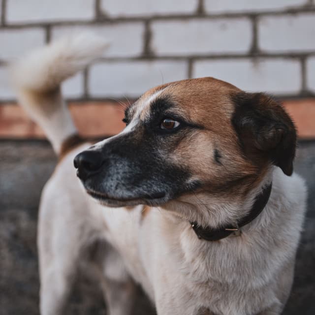 Total Relax Lo Fi Music