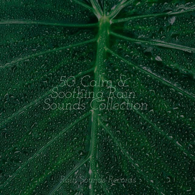 50 Calm & Soothing Rain Sounds Collection - PowerThoughts Meditation Club
