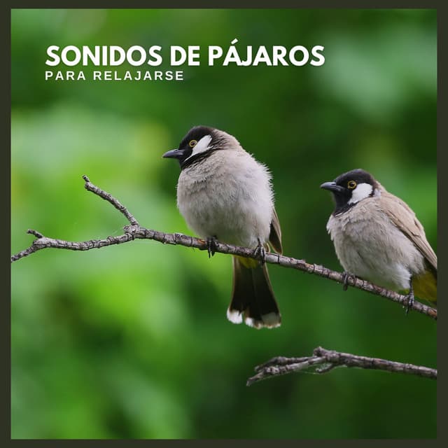 Sonidos de Pájaros para Relajarse - Sonido Del Bosque y Naturaleza