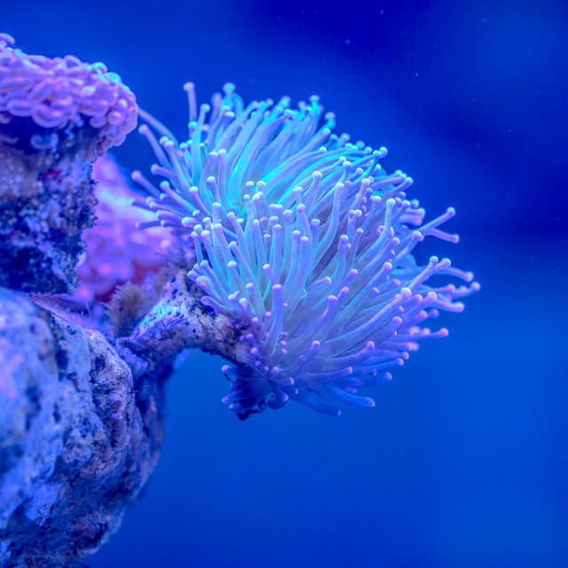 1 Coastal Night: Reef Dreams - Sea Waves Sounds