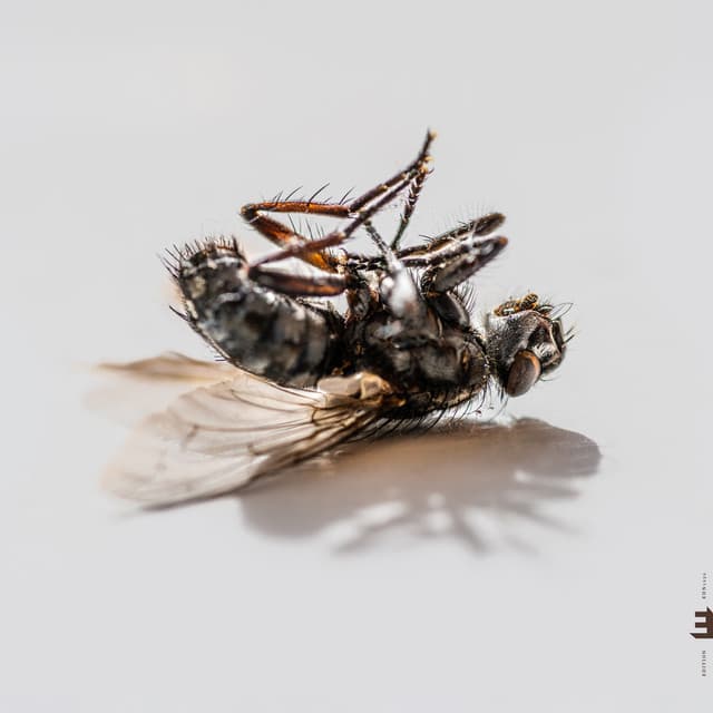 Hyperreal - Aki Rissanen