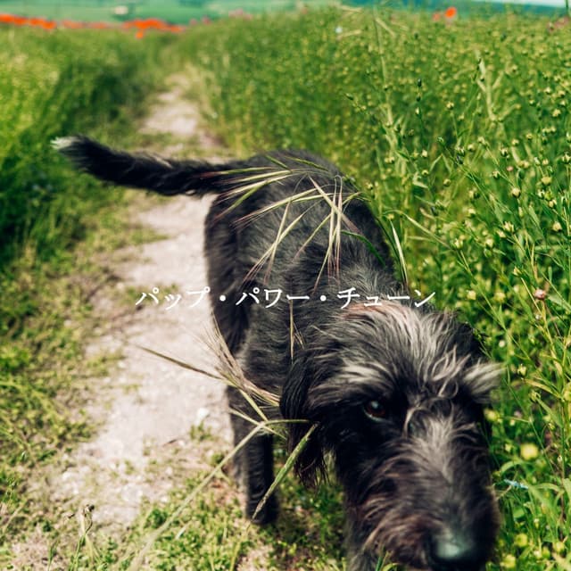 パップ・パワー・チューン - Late Night Jazz Lounge