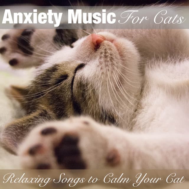 Anxiety Music for Cats: Relaxing Songs to Calm Your Cat - Cat Music Dreams
