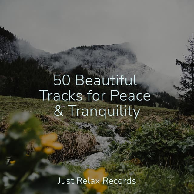 50 Beautiful Tracks for Peace & Tranquility - Brain Study Music Guys