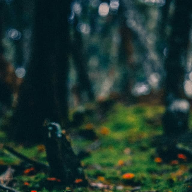 365 Rainfall: Meadow Rain - Meditation Rain Sounds