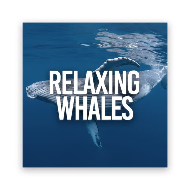 Relaxing Whales - Sleep Sounds of Nature