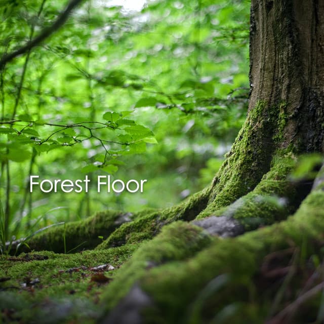 Forest Floor - Natural Sounds