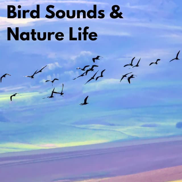 Bird Sounds & Nature Life - Nature Sounds for Sleep and Relaxation