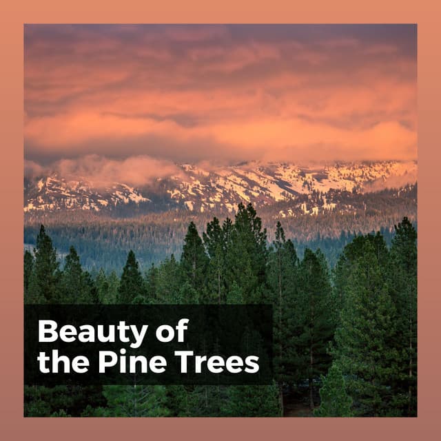Beauty of the Pine Trees - Rest & Relax Nature Sounds Artists