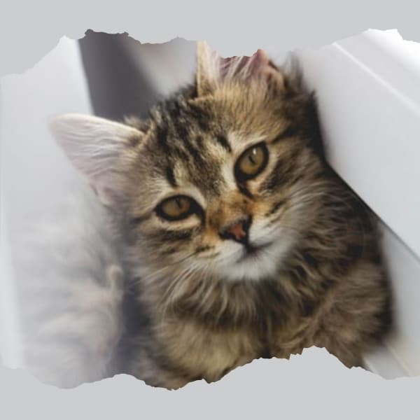 Music for Kitten Relax Time - Calming Cat Music