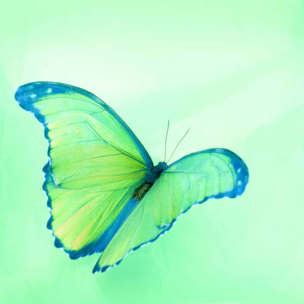 Music for Reading Platforms - Jazz-hop - Lo-Fi for Studying