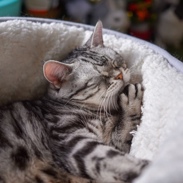 Piano Whiskers: Rain's Serenade for Catnaps - Classical Piano Channel