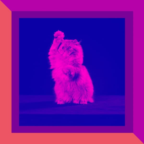 Music for Relaxing Pet Sounds - Mysterious Latin Music - Cat Music Therapy