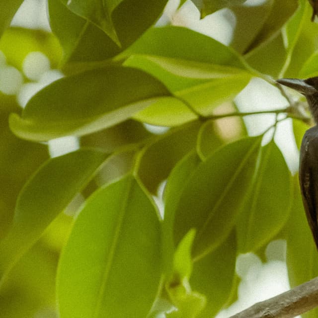 0 Hour Zen: The Meadow's Whisper - Baltic Nature Sounds