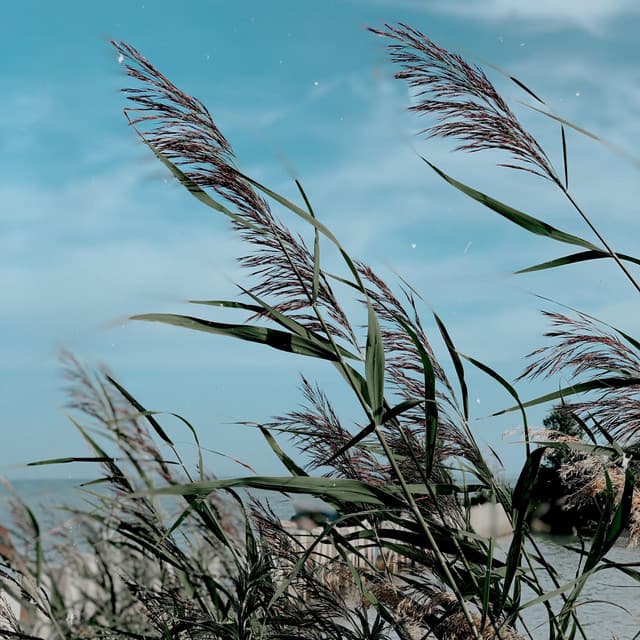 Soft Melodies for Deep Sleep - Mindfulness Meditation Universe