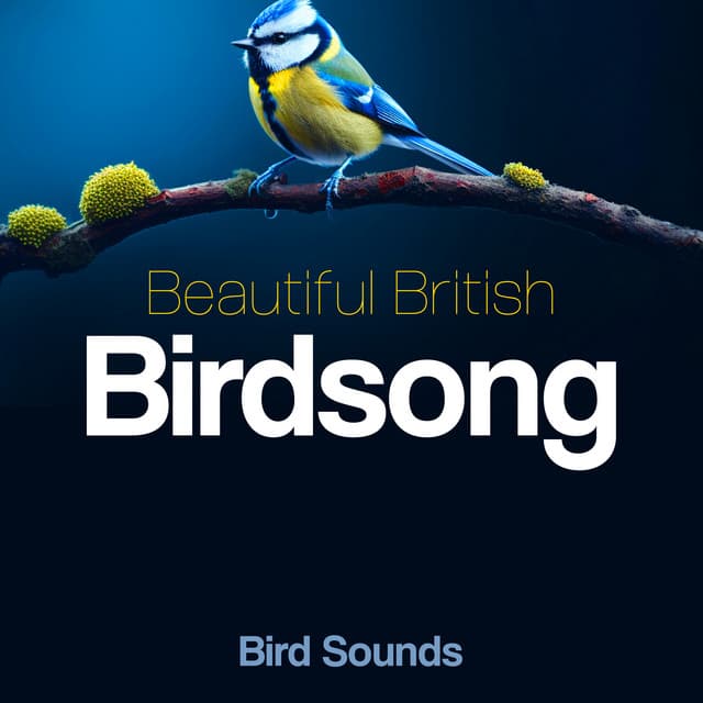 Beautiful British Birdsong - Bird Sounds