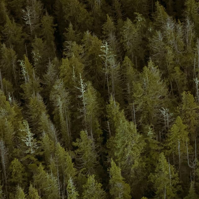 1AM Nature Sounds: Natural Wonders - Baltic Nature Sounds